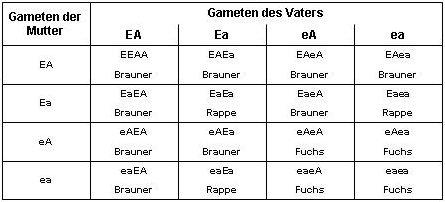 Diagnostik Pferd: Fellfarbe - Gameten